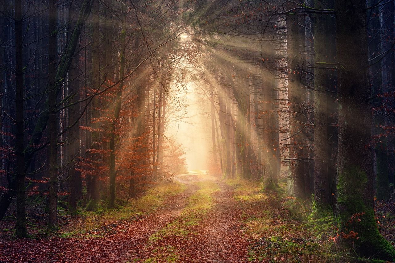 Jesienne słońce image